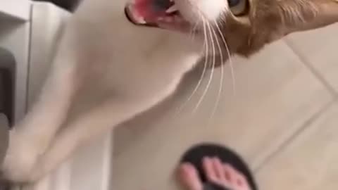 amazing cat