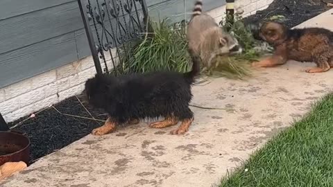 Puppies Play With Friendly Raccoon