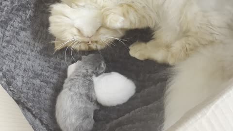 Daddy cat and kittens bonding