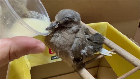 Baby Dove