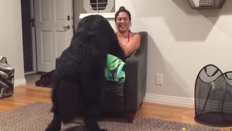 Massive Newfoundland Thinks He's A Tiny Lap Dog