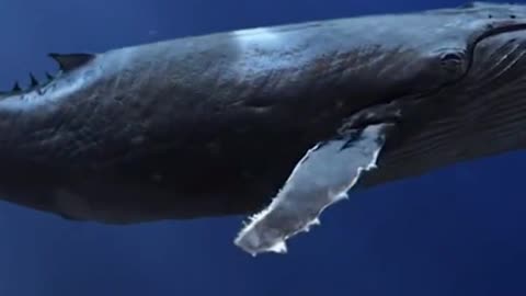 Blue whale Animals Videos For Kids