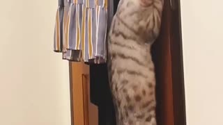 Cat Knows How To Open The Door