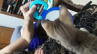 Kitten Sees Mirror for the first time