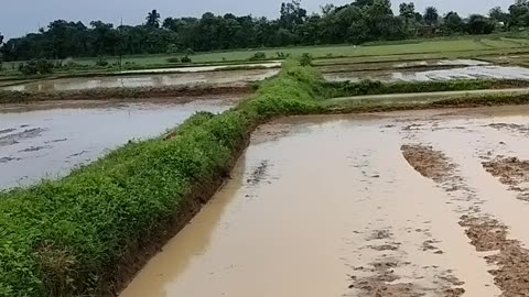 Paddy Agricultural field of India