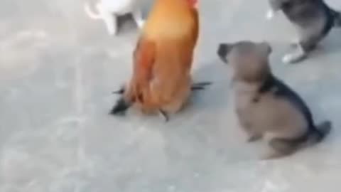 Funny dog Vs cock fighting