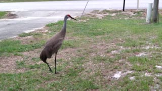 Sandhill Cranes Meet Our Redfoot Tortoise