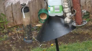 Coal, Blue and Long-Tail Tits at the feeder station - No 1