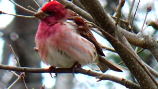 Purple Finch