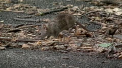 NYC appoints “rat czar” to tackle rodent infestation