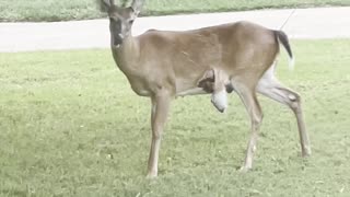 Something Weird Happening with This Deer