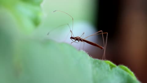 Stilt Bug on a Leaf