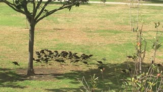 Black Birds, Snipe, or a Black Swan