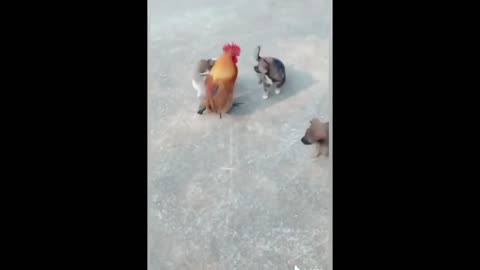 Chicken VS Dog _ Funny Dog Videos