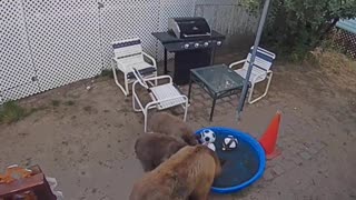 Mama Bear Bathes Her Babies in Kiddie Pool