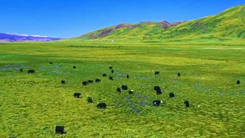 The grassland is very green, like a beautiful oil painting, so beautiful!