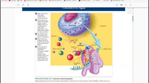 Anatomy and Physiology 1 - Chapter 3