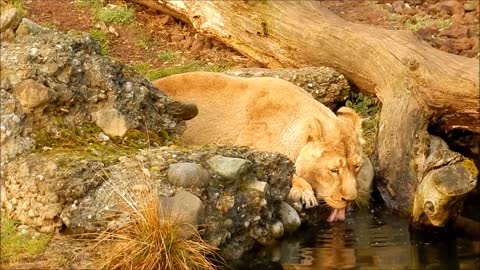 Lion Drink Big Cat Zoo Animal Nature