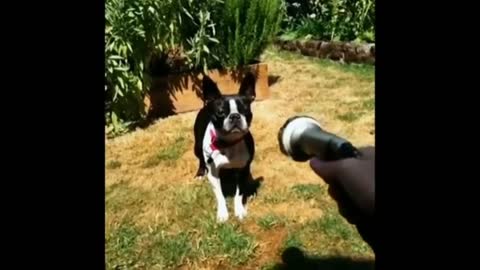 Boston Terrier just loves water.. Funny animal clips