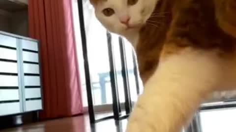 Funny Animals 🤣 The Cat is Dancing 😹, Try Not To LAUGH!!!