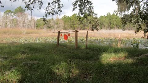 Plinking with a Walther P22Q at 12 yards