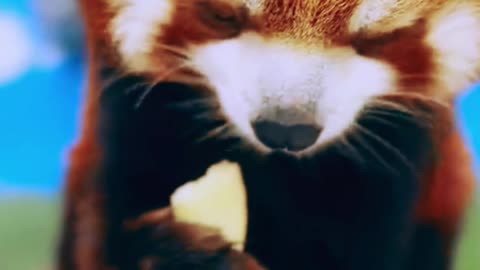 Nom Nom Ninjas: Red Pandas overloaded cuteness
