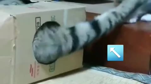 funny cat in a box