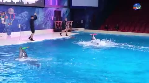 Dolphin Show in Dubai