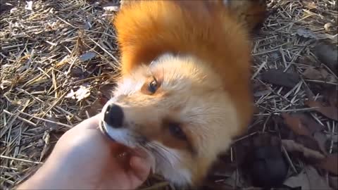 Cute Fox Puppies Playing - Compilation