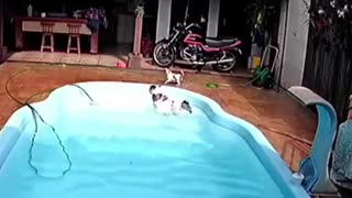 dog saves puppy from drowning.