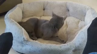 Watch this Crazy Cat. "Squeaky" "