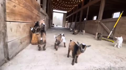 Lovely Goat Babies Fun
