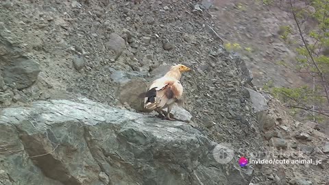 Vultures: Nature's Cleanup Crew in Action