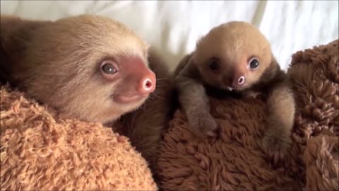 Funny baby sloths being baby sloths compilation