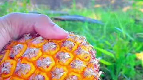 Pineapple 🍍Fruits Cutting🍒🍓🍊🥝#201#shortvideo 💥#hadhik afa😍😘