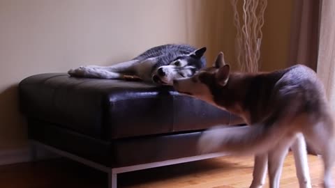 Mishka says "I'm really tired" - Dog Talking