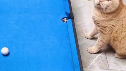 Cat amazing playing🥰