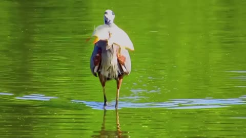 Great Blue Heron Swallowing Carp