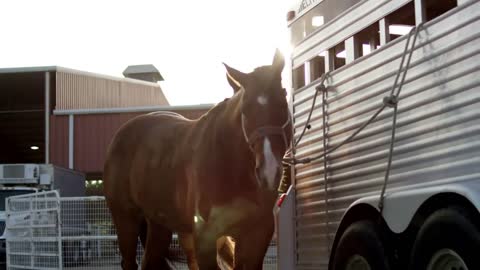 Rodeo Horses Tied to Trailer, Texas Rodeo