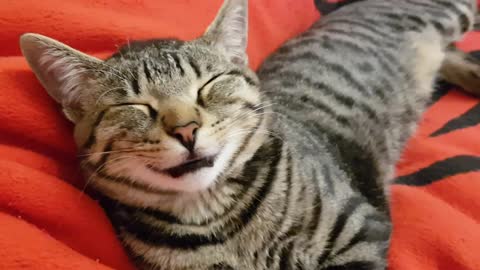 Cat Sleeps With Mouth Open