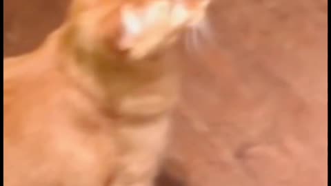 Funny Cat Video // 🙀