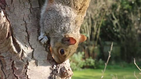 Tree Squirrel – All About Cute And Snappy Mammals