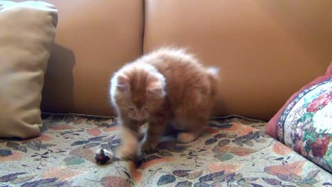 kitten playing