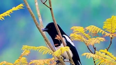 The magpie squawked