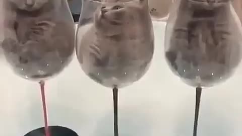 Awesome kitten inside the glass of wine🐱🥰
