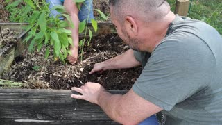 Moving Chickens into the Garden