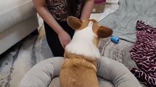 Does my corgi dog enjoy his squishmallow bed? The end says it all... 🫣