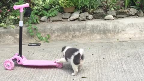 Puppy Rides Along on Scooter