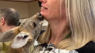 Cute Kangaroo Kisses
