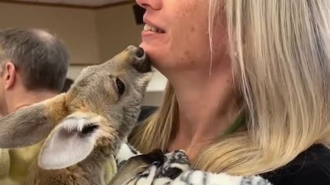 Cute Kangaroo Kisses